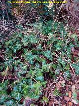 Yedra - Hedera helix. Caada Catena - Beas de Segura