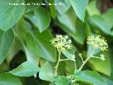 Yedra - Hedera helix. Los Villares