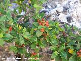 Aladierno - Rhamnus alaternus. Segura