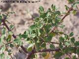 Aladierno - Rhamnus alaternus. Santa Pola