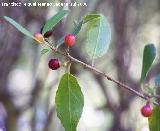 Aladierno - Rhamnus alaternus. Cazorla