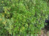 Aladierno - Rhamnus alaternus. La Baizuela - Torredelcampo