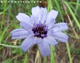 Hierba cupido - Catananche caerulea. Segura