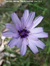 Hierba cupido - Catananche caerulea. La Hoya - Jan