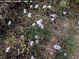 Hierba cupido - Catananche caerulea. Pilar de los Potros - Torredelcampo