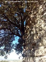 Torren de los Pedregales. Almendro que terminar con la torre