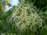 Hierba de los Mendigos - Clematis vitalba. Segura