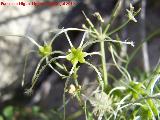 Hierba de los Mendigos - Clematis vitalba. Los Caones - Jan