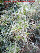 Hierba de los Mendigos - Clematis vitalba. Cerro Cerrajn - Los Villares