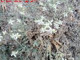 Hierba de los Mendigos - Clematis vitalba. Cerro Cerrajn - Los Villares