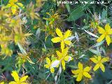 Hierba de San Juan - Hypericum perforatum. Segura