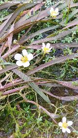 Hierba lagunera - Ranunculus aquatilis. Ca��n de la Cepera - Santisteban del Puerto