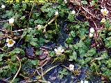 Hierba lagunera - Ranunculus aquatilis. Arroyo del Cerro Meln - Navas de San Juan