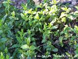 Menta acuatica - Mentha sativa. Crdoba