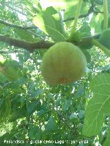 Higuera - Ficus carica. Castillo de Locubn