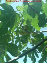 Higuera - Ficus carica. Castillo de Locubn