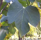 Higuera - Ficus carica. Crdoba