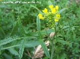 Jamargo - Diplotaxis virgata. Navas de San Juan