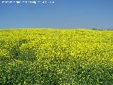 Jamargo - Diplotaxis virgata. Cerro de los Vientos - Baeza