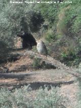 Pjaro Ruiseor bastardo - Cettia cetti. Arroyo de las Caadas - Navas de San Juan