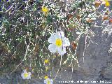 Jarilla almeriense - Helianthemum almeriense. Tabernas