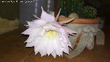 Cactus lirio de pascua - Echinopsis multiplex. Flor abriendose. Los Villares