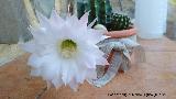 Cactus lirio de pascua - Echinopsis multiplex. Flor abierta. Los Villares