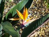 Flor ave del Paraso - Strelitzia reginae. Tabernas