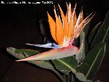 Flor ave del Paraso - Strelitzia reginae. Tabernas