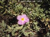 Jara blanca - Cistus albidus. Caada de las Hazadillas. Jan