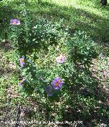 Jara blanca - Cistus albidus. Jan