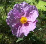 Jara blanca - Cistus albidus. Jan