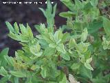 Jara blanca - Cistus albidus. Cazorla