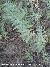 Jara blanca - Cistus albidus. Bailn