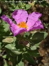 Jara blanca - Cistus albidus. La Hueta - Orcera