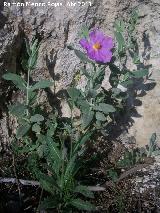 Jara blanca - Cistus albidus. Cruz de la Chimba - Jan