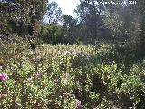 Jara blanca - Cistus albidus. Cruz de la Chimba - Jan