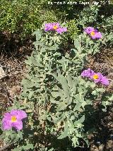 Jara blanca - Cistus albidus. Cruz de la Chimba - Jan