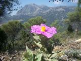 Jara blanca - Cistus albidus. Cruz de la Chimba - Jan