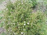 Jara negra - Cistus monspeliensis. Vilches