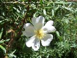 Jara negra - Cistus monspeliensis. Pitillos. Valdepeas