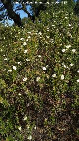 Jara negra - Cistus monspeliensis. Cabezo del Tesoro - Valverde del Camino