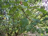 Manzano silvestre - Malus sylvestris. Pea del Olivar - Siles