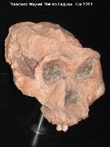 Paranthropus robustus. Swarktrans