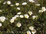 Jara pringosa - Cistus ladanifer. Aldeaquemada