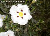 Jara pringosa - Cistus ladanifer. Aldeaquemada