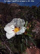 Jara pringosa - Cistus ladanifer. Cerro del Corzo - Santa Elena