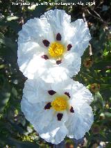 Jara pringosa - Cistus ladanifer. Sierra de Dornilleros - Fuencaliente