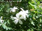 Jazmn - Jasminum officinale. Navas de San Juan