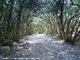 Sendero Adelfal de Cuadros. Adelfal